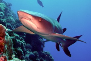 White Tip Reef Shark Close Up (Osprey)